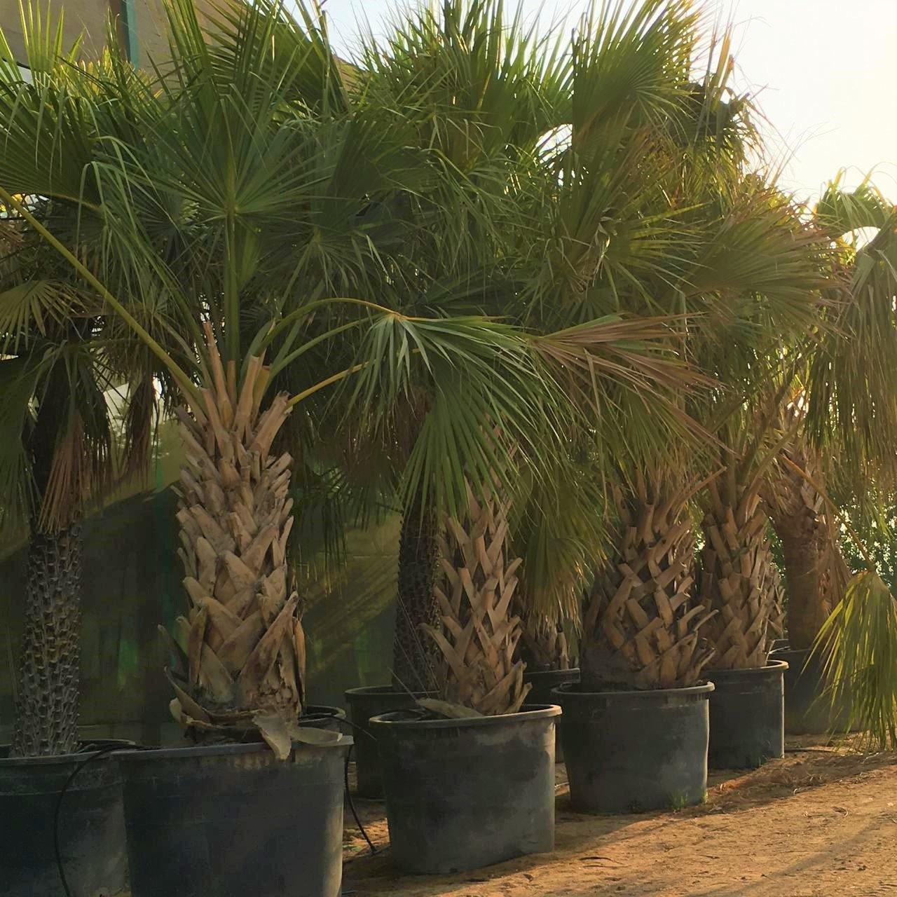Sabal Palm, Sabal palmetto, Cabbage Palmetto, Carolina Palmetto – image 4