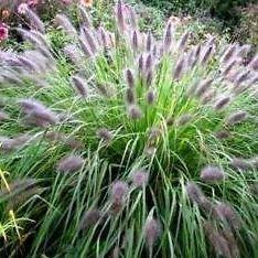 Pennisetum alopecuroides, Chinese fountain grass – image 5