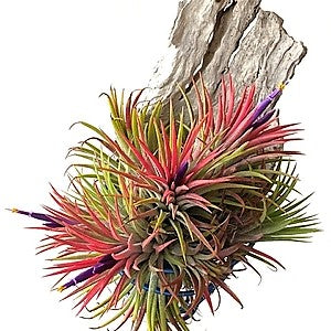 Tillandsia Lonantha Red Clumb – image 6