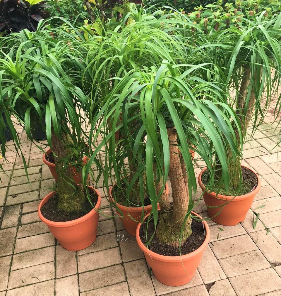 Elephant’s Foot, Beaucarnea Recurvata, Ponytail Palm – image 5