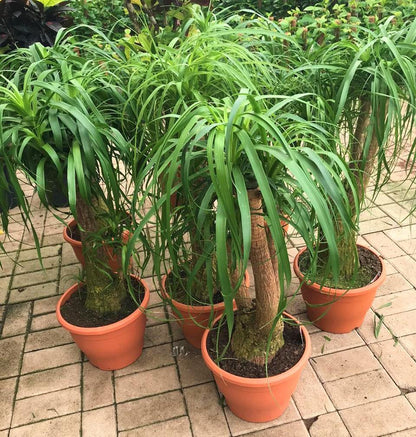 Elephant’s Foot, Beaucarnea Recurvata, Ponytail Palm – image 5