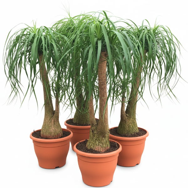 Elephant’s Foot, Beaucarnea Recurvata, Ponytail Palm – image 3