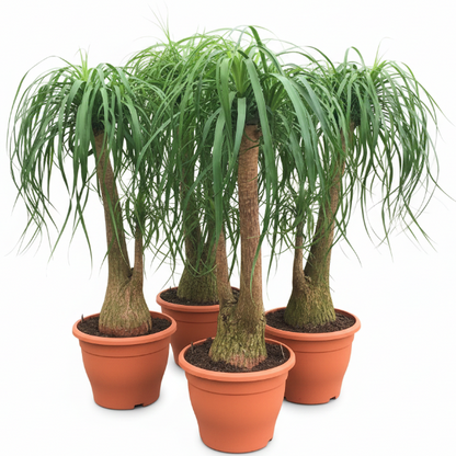 Elephant’s Foot, Beaucarnea Recurvata, Ponytail Palm – image 3