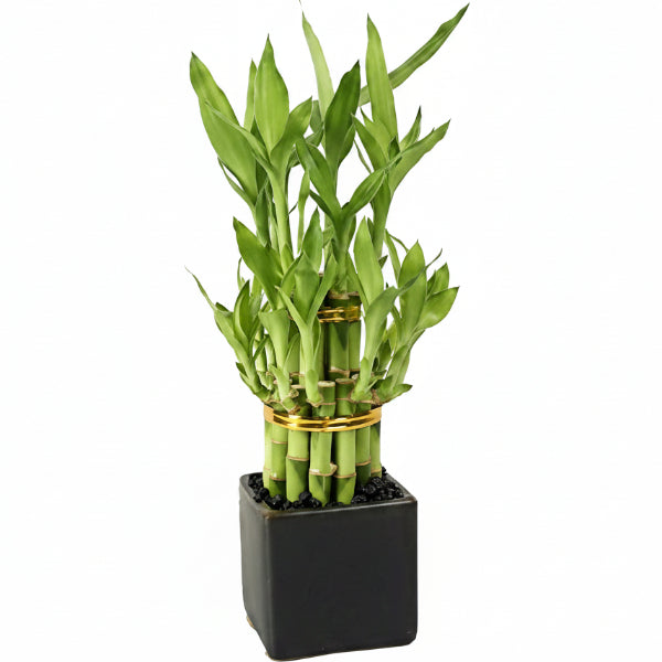 Lucky Bamboo Steps, Dracaena Sanderiana – image 5