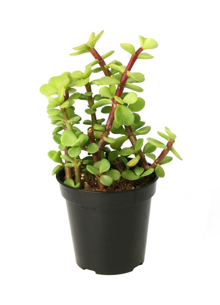 Elephant Bush, Portulacaria Bonsai – image 3