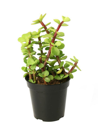 Elephant Bush, Portulacaria Bonsai – image 3