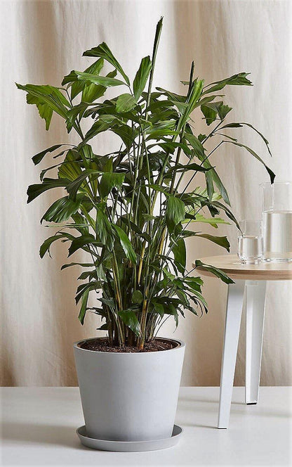 Fishtail Palm, Caryota Mitis – image 3