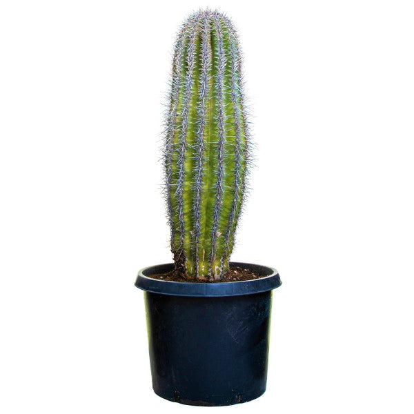 Saguaro Cactus – image 4
