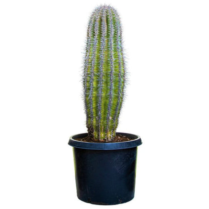 Saguaro Cactus – image 4