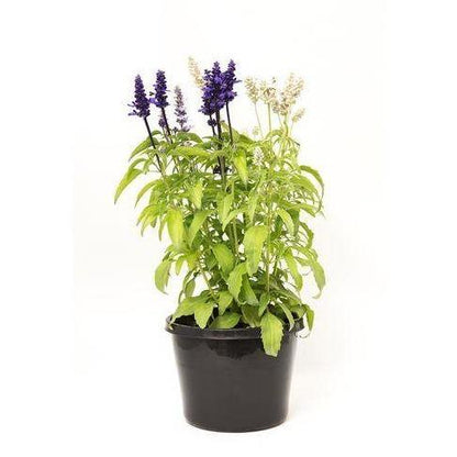 Sage of the diviners, Salvia divinorum (small) – image 1