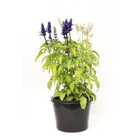 Sage of the diviners, Salvia divinorum (small) – image 1