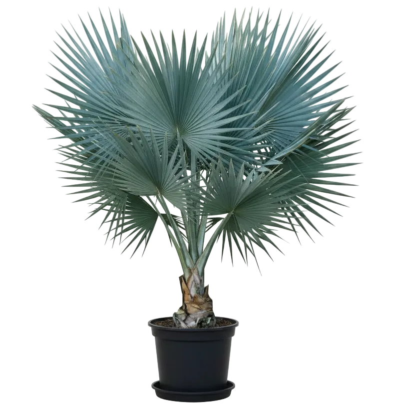 Mexican Blue Palm, Brahea Armata – image 1