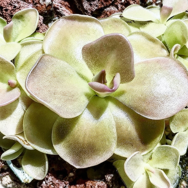 Butterworts , Sarracenia pinguicula – image 5