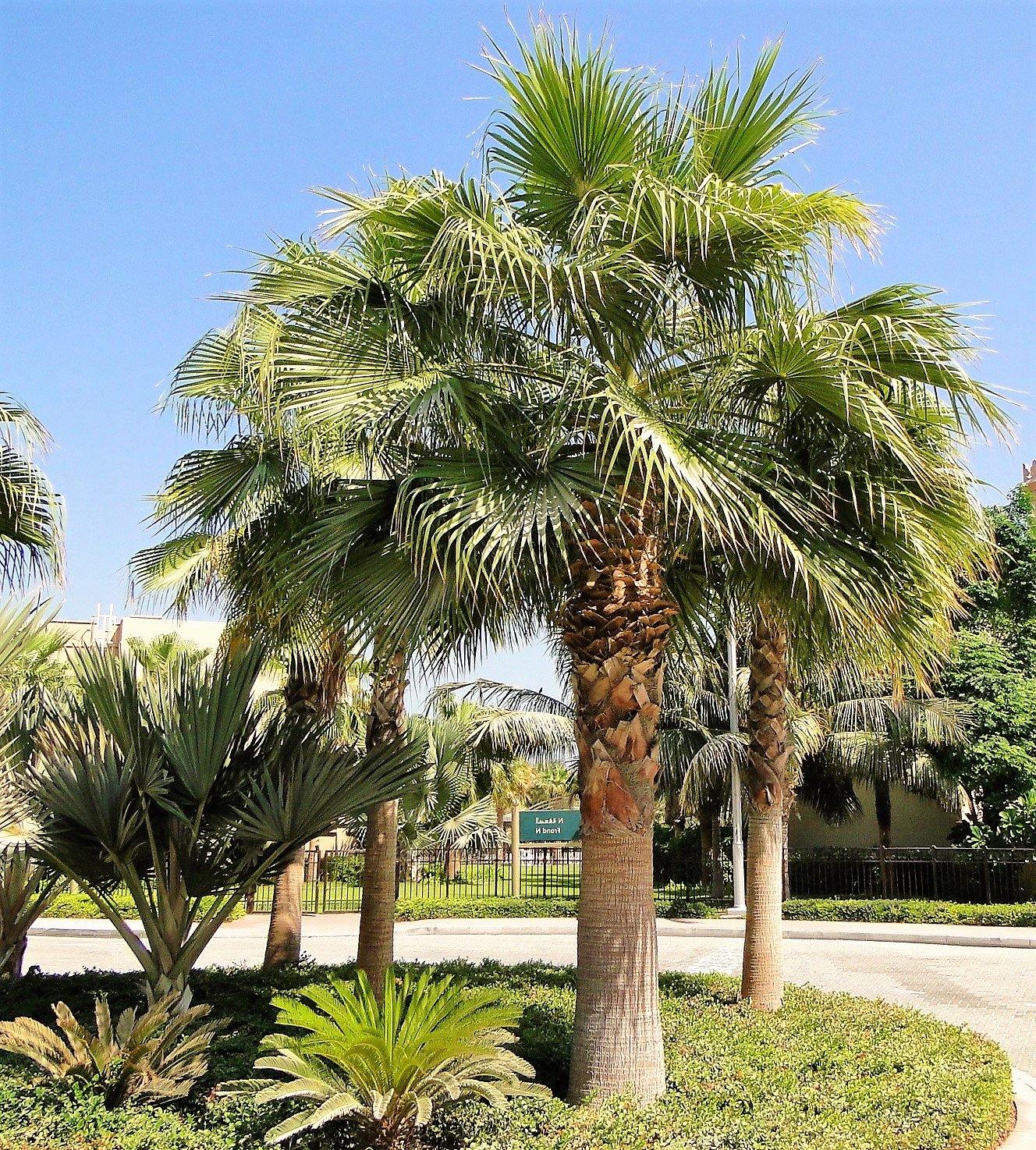 Mexican Fan Palm, Washingtonia Robusta – image 4