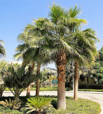 Mexican Fan Palm, Washingtonia Robusta – image 4
