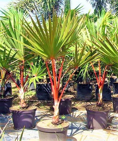 Red Latan Palm, Latania Lontaroides – image 2