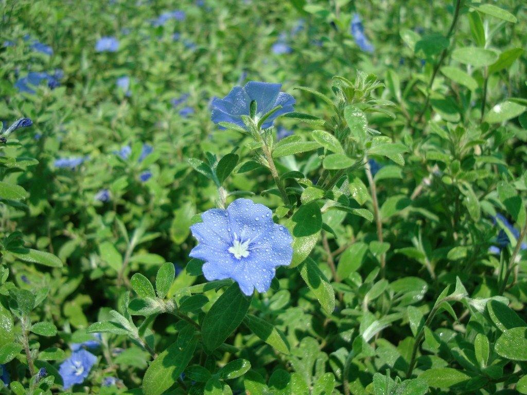 Jacquemontia Pentantha, Sky Blue Cluster Vine – image 5