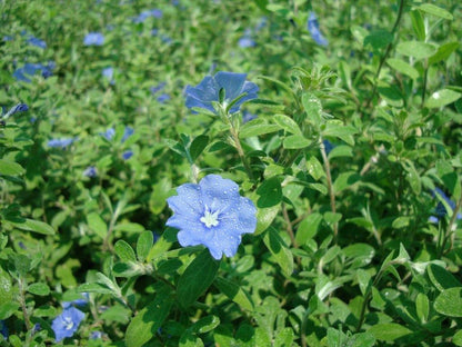 Jacquemontia Pentantha, Sky Blue Cluster Vine – image 5