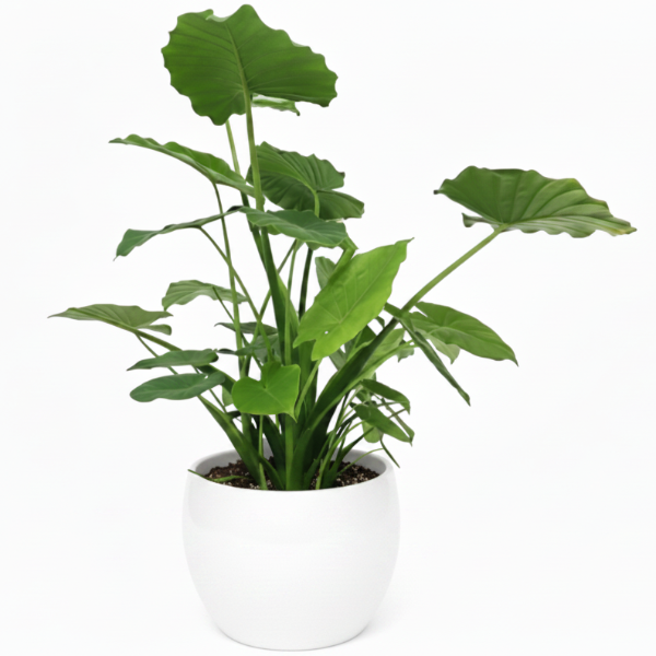 Alocasia Gageana, Elephant Ear, Alocasia California – image 7