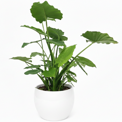 Alocasia Gageana, Elephant Ear, Alocasia California – image 7