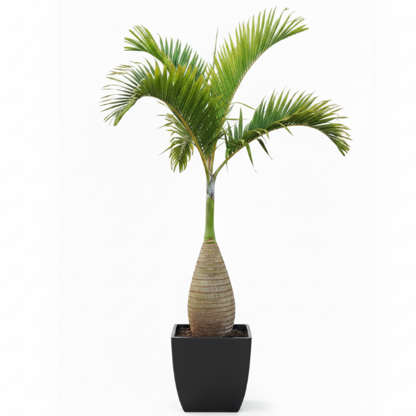 Bottle Palm, Hyophorbe Lagenicaulis – image 5