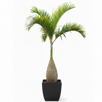 Bottle Palm, Hyophorbe Lagenicaulis – image 5