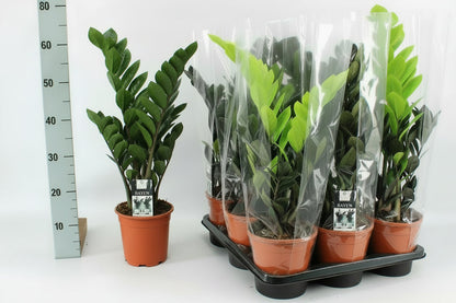 ZZ Plant - Zamioculcas Zamiifolia, Zanzibar Gem – Green Plants