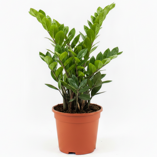 ZZ Plant - Zamioculcas Zamiifolia, Zanzibar Gem – Green Plants