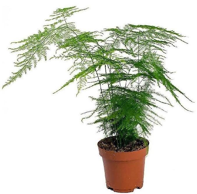Asparagus Setaceus – image 4