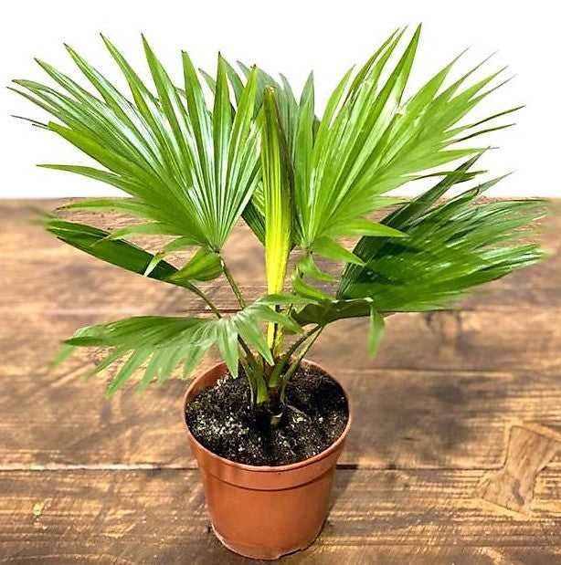 Livistona Palm, Footstool Palm, Table Palm, Fan Palm – image 4