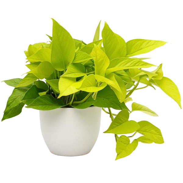Neon Pothos – image 5