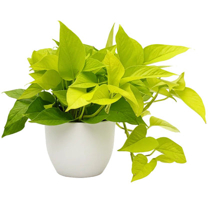 Neon Pothos – image 5