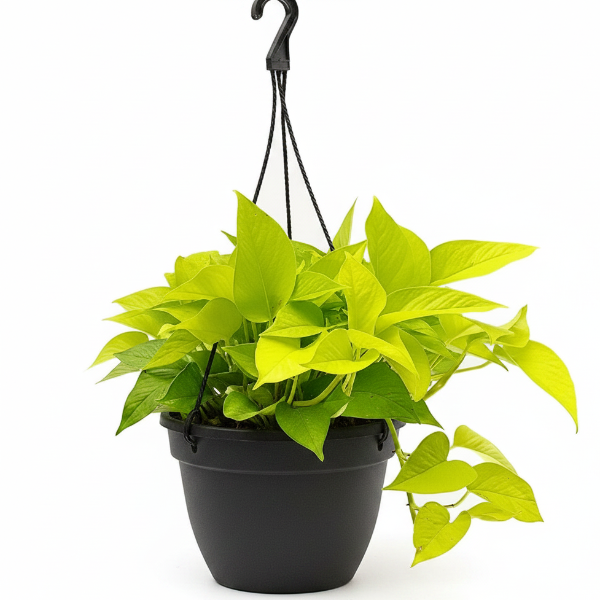 Neon Pothos – image 3