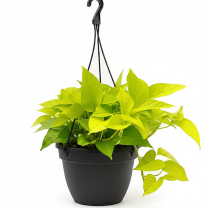 Neon Pothos – image 3