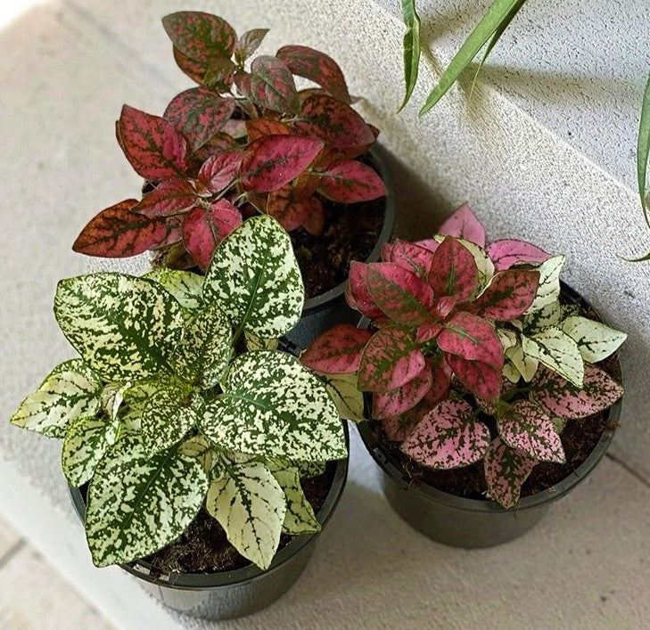 Polka Dot Plant, Hypoestes Phyllostachya Outdoor – image 3