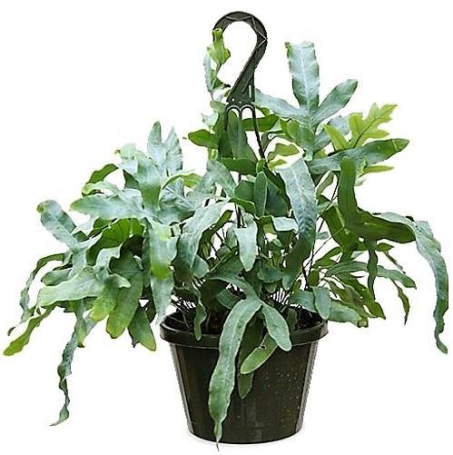 Blue Star Fern, Phlebodium Blue Star – image 4