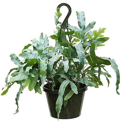 Blue Star Fern, Phlebodium Blue Star – image 4