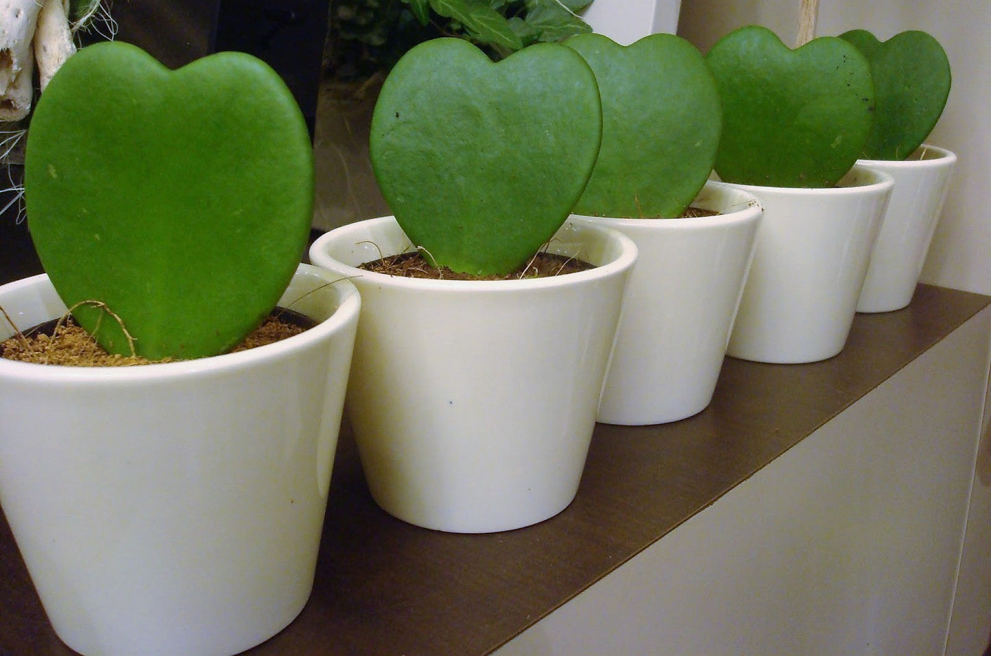 Lucky Heart, Hoya Kerrii – image 3