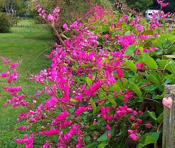 Antigonon Leptopus, Coral vine, Mexican Creeper – image 7