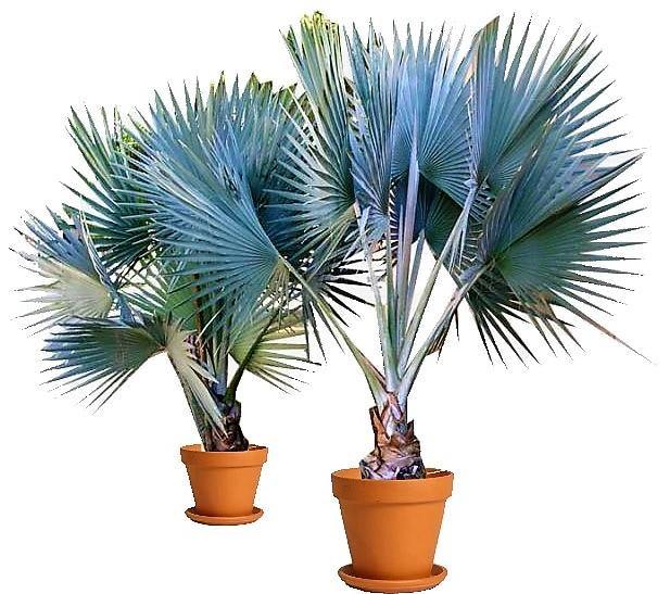 Mexican Blue Palm, Brahea Armata – image 3
