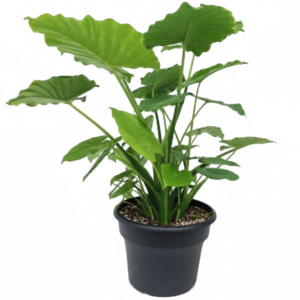 Alocasia Gageana, Elephant Ear, Alocasia California – image 3