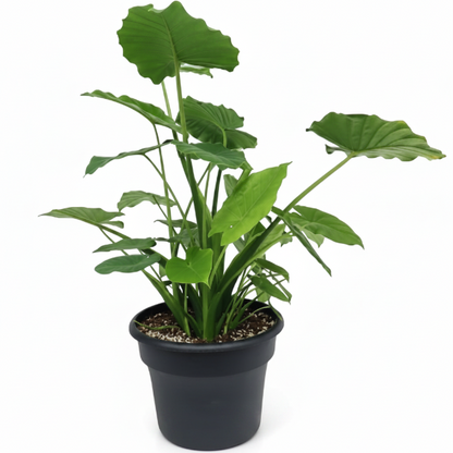 Alocasia Gageana, Elephant Ear, Alocasia California – image 5