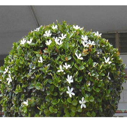 Carissa Grandiflora, Prostrata, Natal Plum – image 4