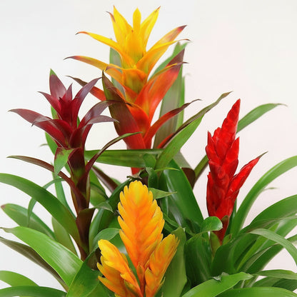 Guzmania Red Yellow Orange Plants, Scarlet Star – image 4