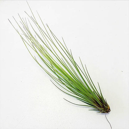 Tillandsia Juncifolia – image 3