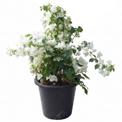 Bougainvillea Glabra White – image 9