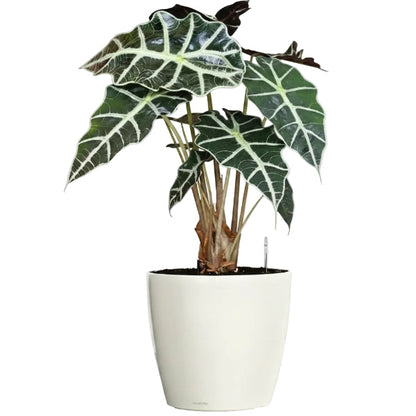 Alocasia Polly ,Elephant Ear, African Shield – image 5