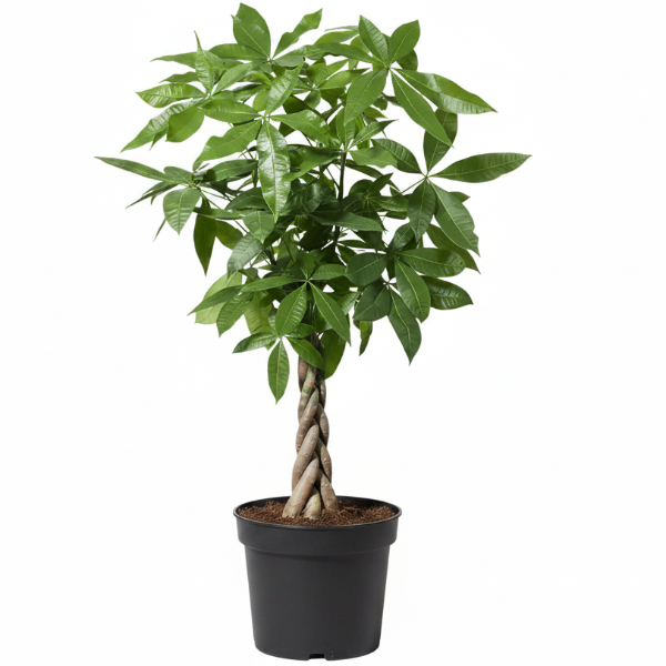 Pachira Aquatica, Money Tree (Twisted Trunk) – image 1