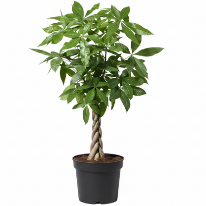 Pachira Aquatica, Money Tree (Twisted Trunk) – image 1