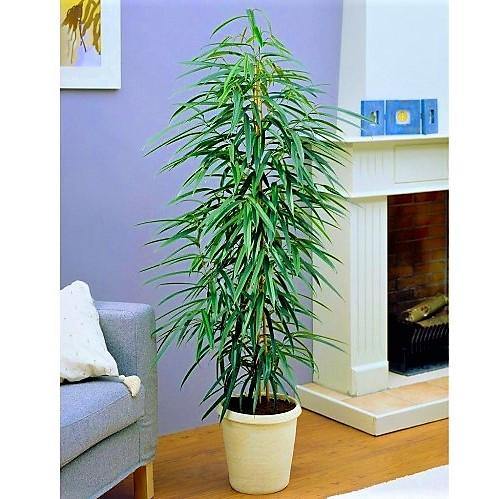 Ficus Amstel Queen – image 5